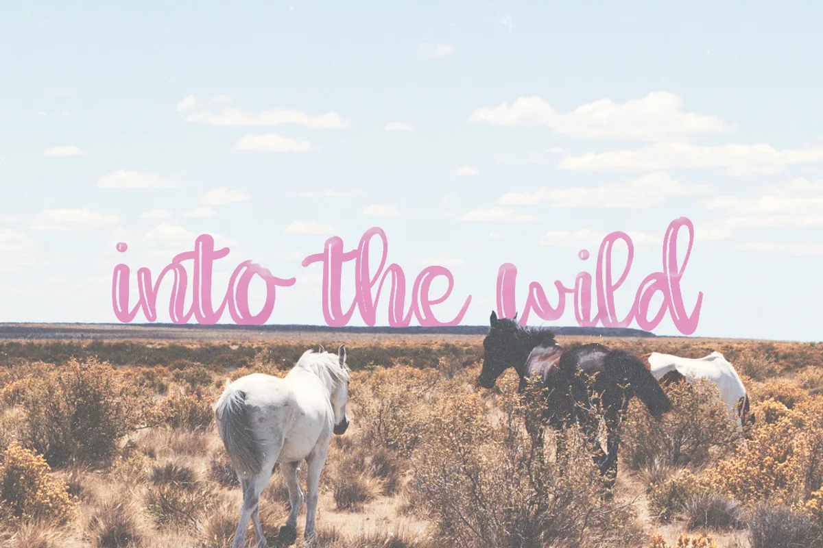Willow Script Font Free Download - Fontfreebie willow script font preview 2 Free Download - Fontfreebie